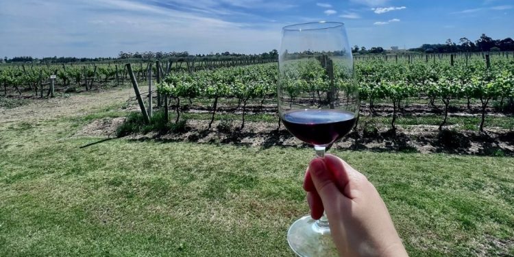 Experiencia Wine and Art en la reserva forestal Arboretum Lussich