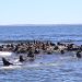 Isla e Islote de Lobos ingresó al Sistema Nacional de Áreas Protegidas
