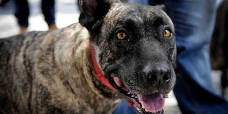 Dolor crónico en perros: Startup uruguaya captó US$ 2.5 millones para elaborar vacuna