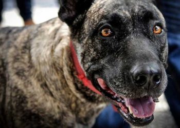 Inba advierte sobre la tenencia responsable de perros ante casos de mordeduras