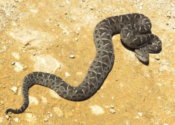 Encontraron una víbora yarará en el Castillo de Piria