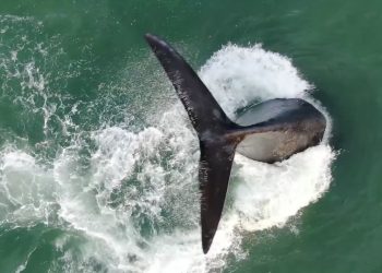 Cierre de la Temporada de Avistamiento de la Ballena Franca Austral en Punta del Este