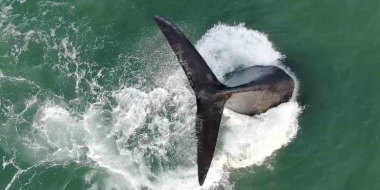 Cierre de la Temporada de Avistamiento de la Ballena Franca Austral en Punta del Este