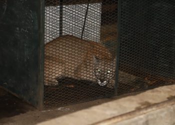 Exitoso operativo logra recapturar al puma que había escapado de la ECFA