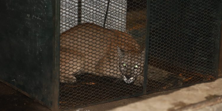 Exitoso operativo logra recapturar al puma que había escapado de la ECFA