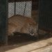 Exitoso operativo logra recapturar al puma que había escapado de la ECFA