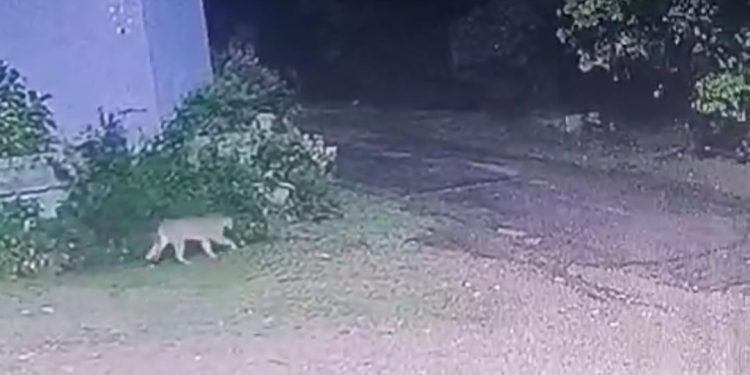 Operativo en la ECFA al constatarse fuga de uno de los pumas recién llegados