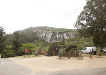 Los cuatro ejemplares de pumas que llegaron a la ECFA son dos machos y dos hembras de aproximadamente 6 años