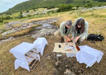 Liberaron 15 ejemplares de cardenal amarillo tras décadas de ausencia en su hábitat natural