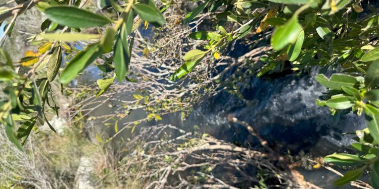 Expertos debatirán en Punta del Este sobre los desafíos actuales de la sostenibilidad y la biodiversidad