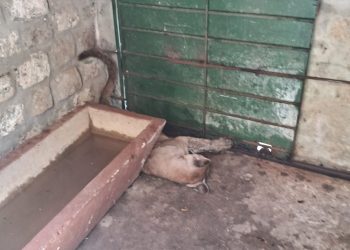 Puma más viejo de ECFA falleció por causas naturales
