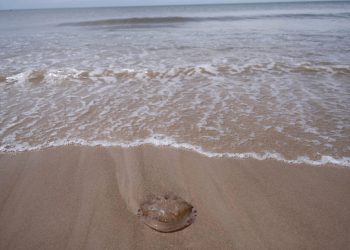 Aguavivas en Maldonado son las de mayor tamaño y las menos tóxicas