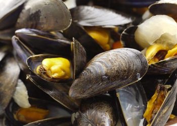 Marea Roja: está prohibida la extracción y venta de moluscos bivalvos en Maldonado y Rocha