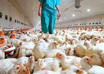 Se registró la primera muerte humana por gripe aviar en Estados Unidos