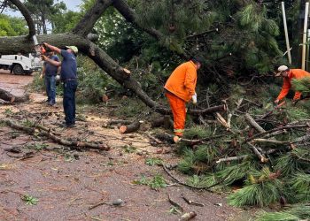 Cuadrillas municipales trabajaron desde la madrugada ante los intensos vientos en el departamento