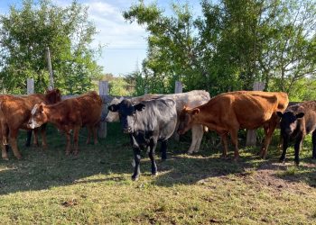 Septuagenaria fue formalizada por abigeato en San Carlos