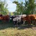 Septuagenaria fue formalizada por abigeato en San Carlos