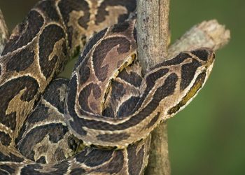 Actualización: mujer mordida por víbora yarará en La Barra sufrió un paro cardiorrespiratorio