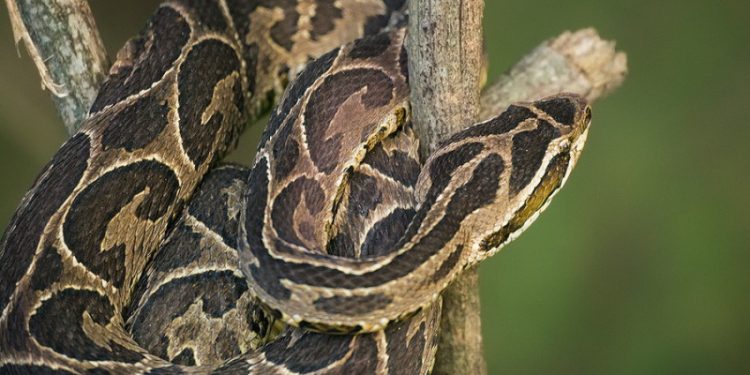 Actualización: mujer mordida por víbora yarará en La Barra sufrió un paro cardiorrespiratorio