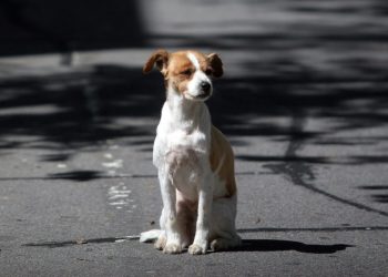 Castraciones gratuitas: el servicio llega a Maldonado, San Carlos y Piriápolis