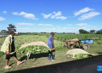 Cuba analiza otorgar tierras en usufructo a extranjeros