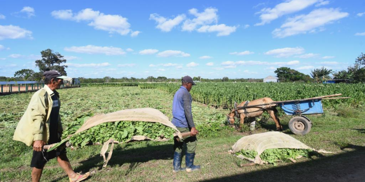 Cuba analiza otorgar tierras en usufructo a extranjeros