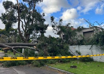 Un pino cayó sobre el techo una vivienda en Rincón del Indio debido a los fuertes vientos