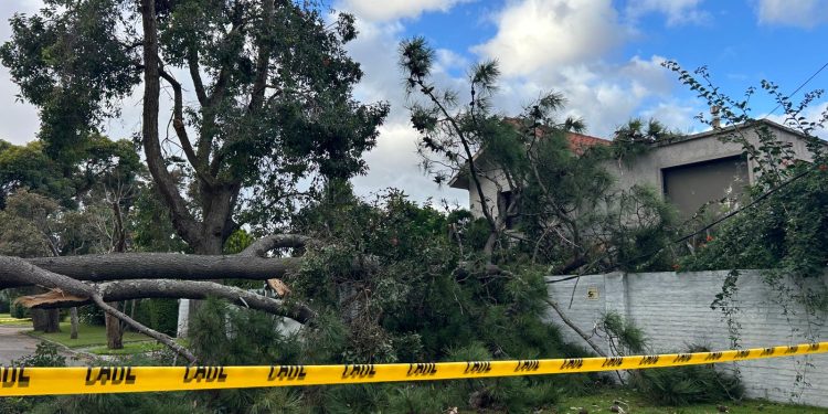 Un pino cayó sobre el techo una vivienda en Rincón del Indio debido a los fuertes vientos