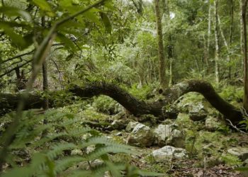 ¿Qué pasa con la caza en esta Semana de Turismo?