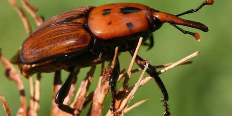 Maldonado: la mayoría de las palmeras afectadas por el “picudo rojo” están en predios privados y dificultan el combate de la plaga