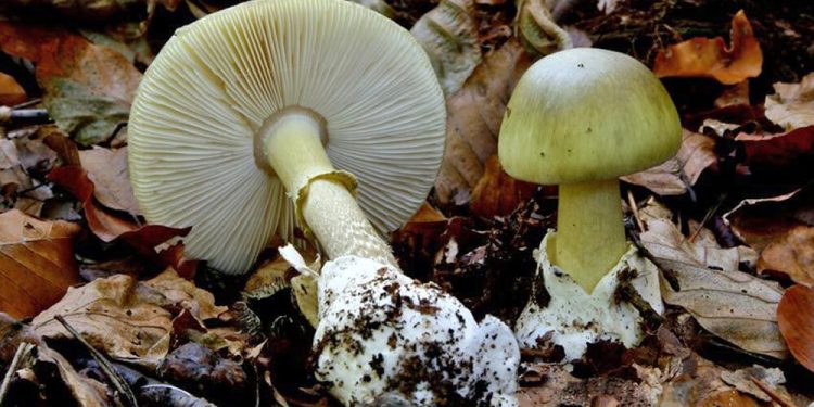 Alerta en Maldonado por intoxicación con hongos venenosos