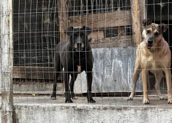 Apelan a la solidaridad para la adopción de los últimos perros del refugio que será cerrado en Maldonado