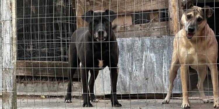 Apelan a la solidaridad para la adopción de los últimos perros del refugio que será cerrado en Maldonado
