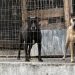 Apelan a la solidaridad para la adopción de los últimos perros del refugio que será cerrado en Maldonado