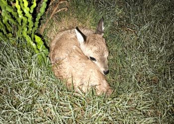Nació la primera cría de venado de campo producto del proyecto para la conservación de la especie en la ECFA