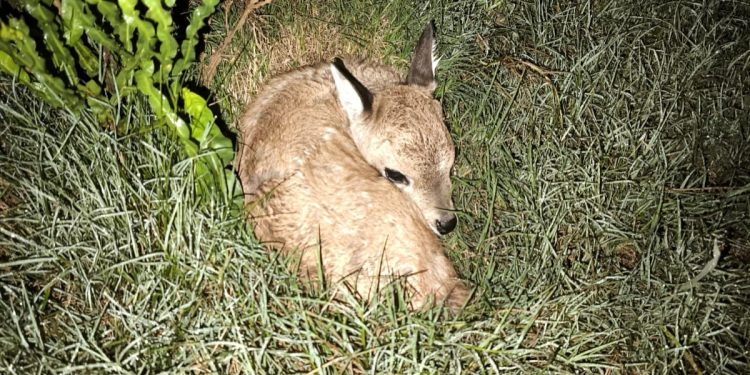 Nació la primera cría de venado de campo producto del proyecto para la conservación de la especie en la ECFA