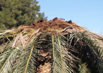 Hay más de 200 palmeras afectadas por el picudo rojo en Maldonado