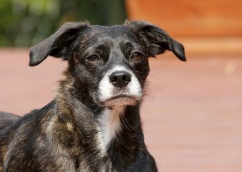 Nueva jornada de adopciones en el Refugio Departamental de Maldonado