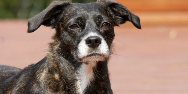 Nueva jornada de adopciones en el Refugio Departamental de Maldonado