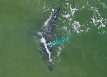 Una ballena franca austral enredada en redes de pesca fue vista frente a Punta del Este