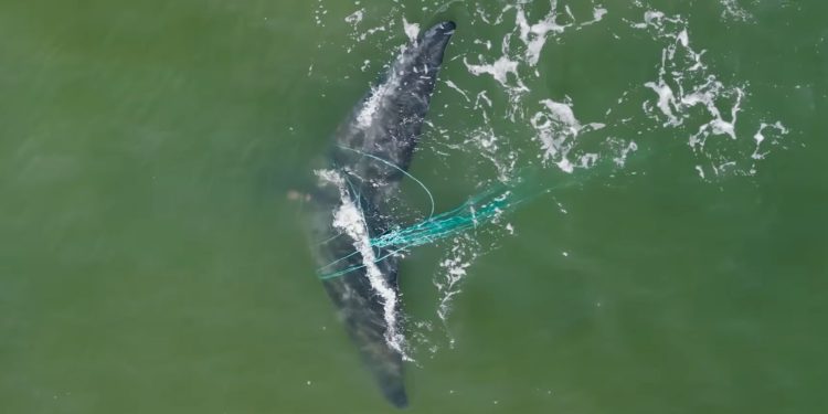 Una ballena franca austral enredada en redes de pesca fue vista frente a Punta del Este