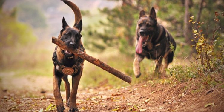 Este lunes se celebra el Día Mundial del Perro