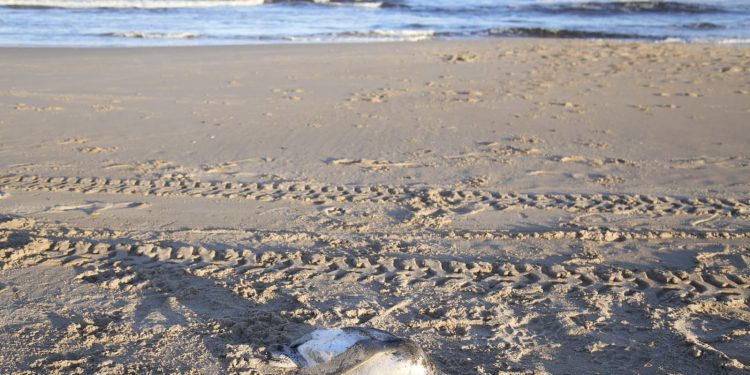 Preocupa continua aparición de hidrocarburos en playas; IDM monitorea situación