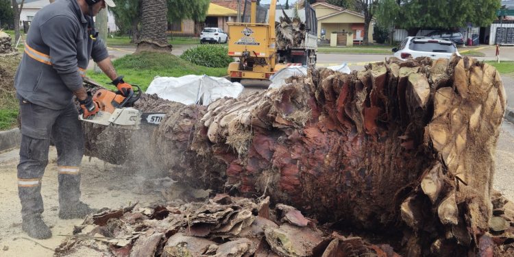 IDM detectó primer caso de picudo rojo en San Carlos y refuerza los controles en el departamento