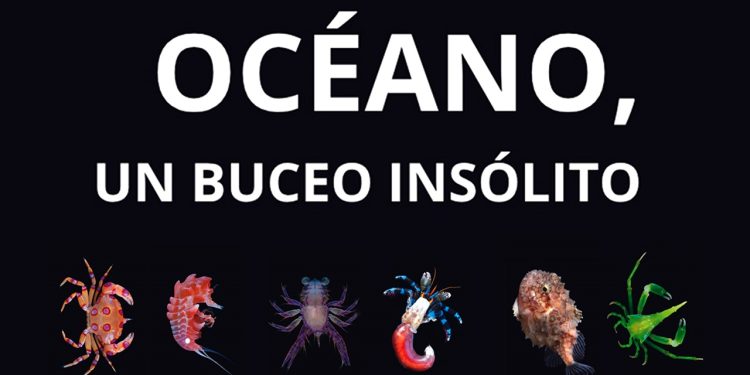 Embajada de Francia presenta la muestra “Océano, un buceo insólito” en el Museo San Fernando