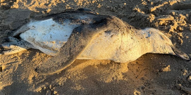 Richard Tesore: “Hemos registrado 50 animales muertos en cuatro días”