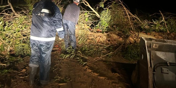 Temporal dejó árboles caídos en la vía pública pero no hubo intervenciones de entidad