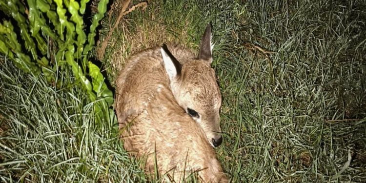 Incidente en la ECFA cobró la vida del primer ejemplar de venado de campo nacido mediante inseminación artificial
