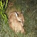Incidente en la ECFA cobró la vida del primer ejemplar de venado de campo nacido mediante inseminación artificial