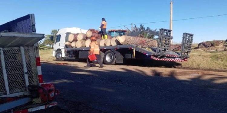 Cuestionan tala de palmeras en ensanche de ruta 9 y piden explicaciones